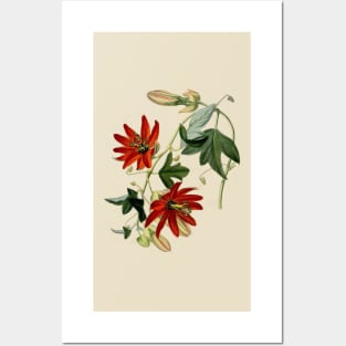 Passionfruit Flower Vintage Botanical Drawing Posters and Art